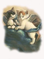 Copia di Catz 5
